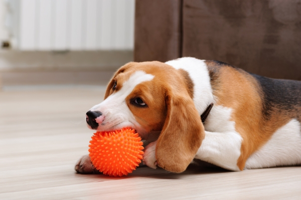 Brinquedos Favoritos para Cães: Uma Lista Top