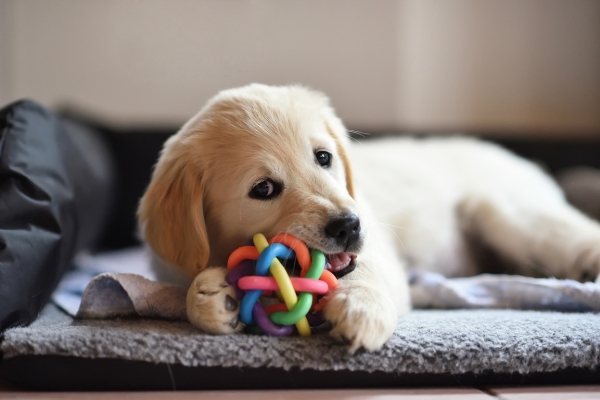 Como Escolher Brinquedos Seguros para seu Pet