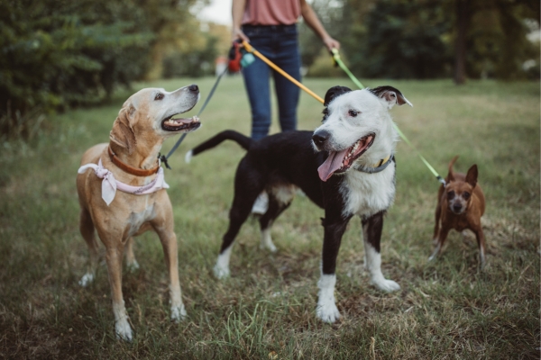 Os Benefícios das Caminhadas Diárias com seu Cão