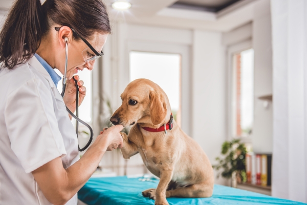 A Importância de Check-ups Regulares no Veterinário