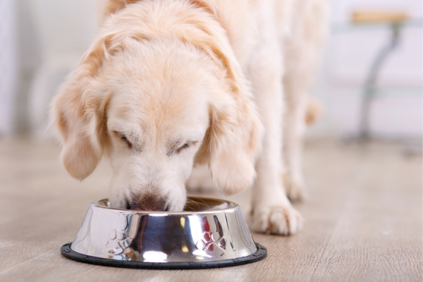 Como Escolher a Ração Adequada para seu Pet