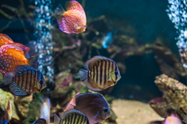 Cuidados Básicos para Peixes de Aquário