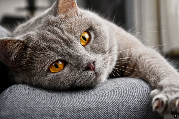Dicas para Cuidados Básicos com seu Gato