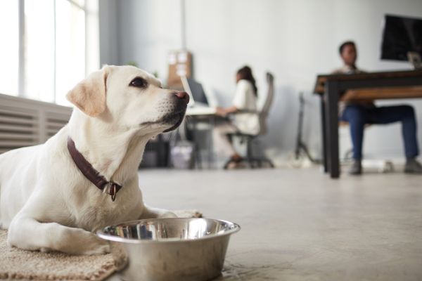 Dicas para Criar um Espaço Agradável para o seu Gato ou Cachorro