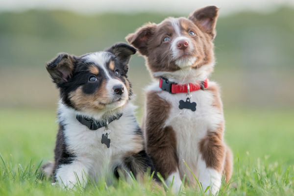 Dicas para Socializar Seu Filhote com Outros Animais