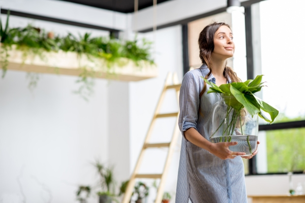 Guia para Cuidados Básicos com Plantas Domésticas