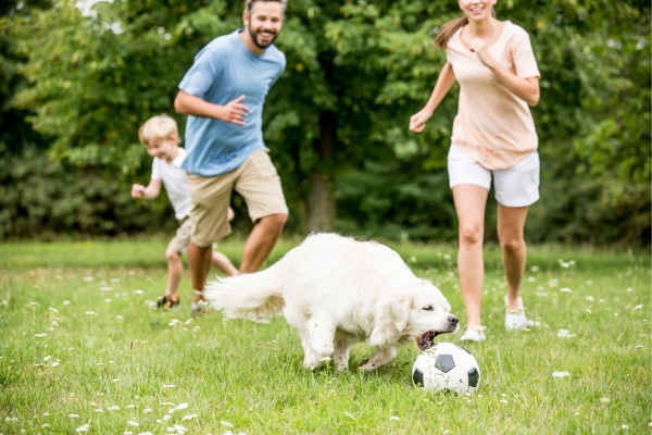 Ideias de Atividades Divertidas para Fazer com seu Cão